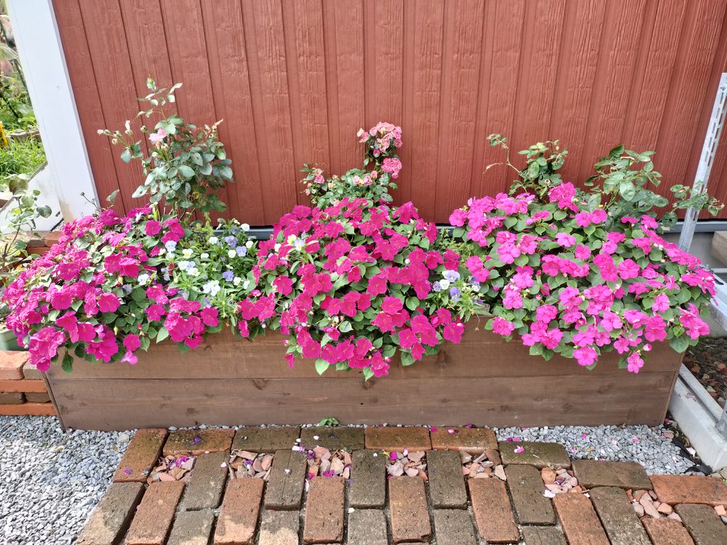 ピンクの草花とバラが育った木製レイズドベッドの全景