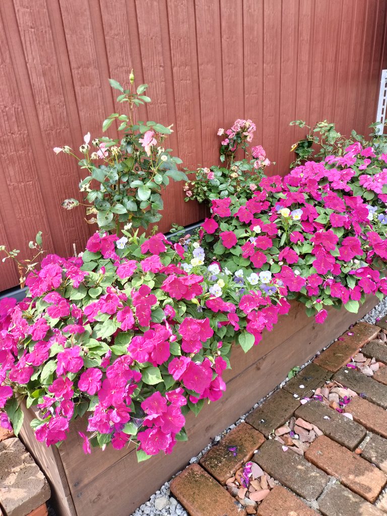 木製レイズドベッドの縁から広がるピンクの草花と奥に植えたバラ