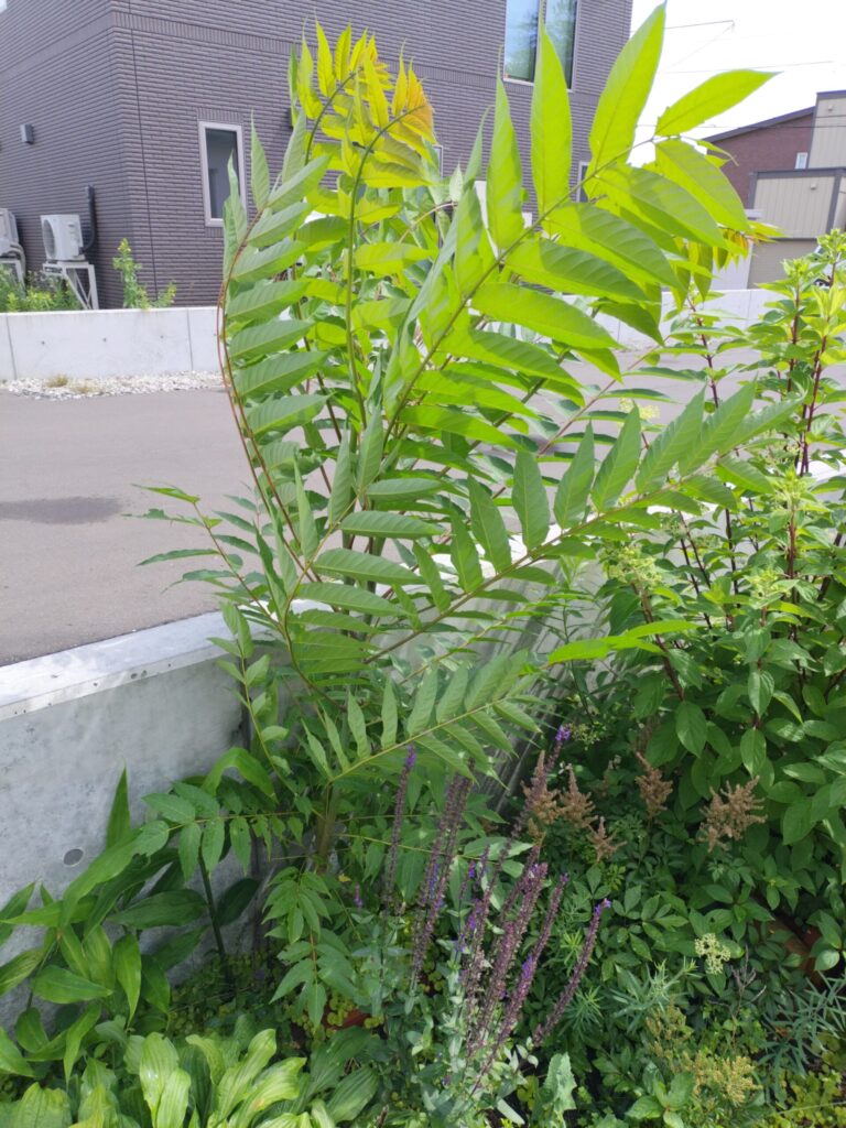 塀と花壇の隙間に生えていた見覚えのない木