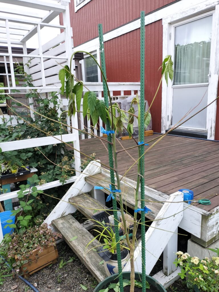 葉の量を減らして支柱で固定したタラノキらしき木