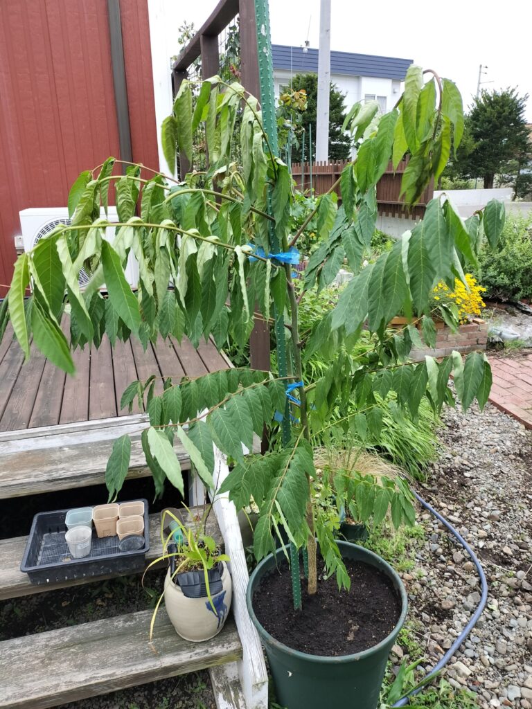 植え替えから約1時間後に葉がしおれたタラノキらしき木