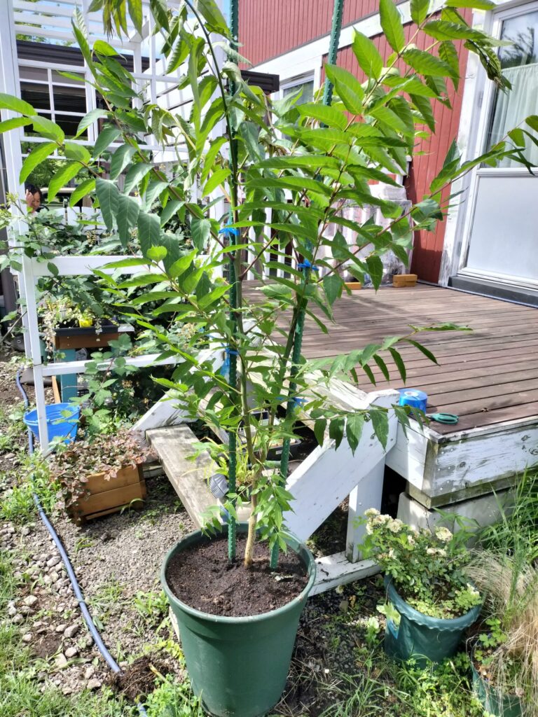 大鉢へ植え替えた直後のタラノキらしき木