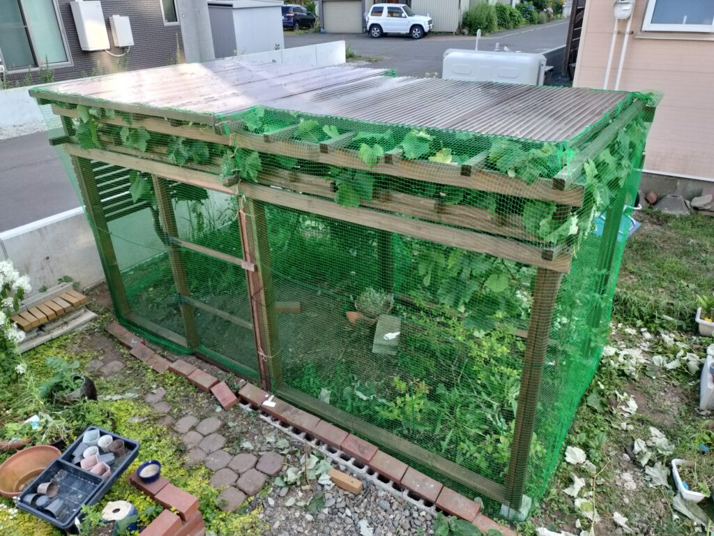 防鳥ネットと簡易ドアを設置した家庭用ぶどう棚の全景