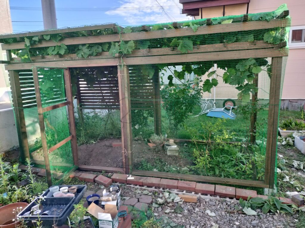 防鳥ネット付きの簡易ドアを開けたぶどう棚