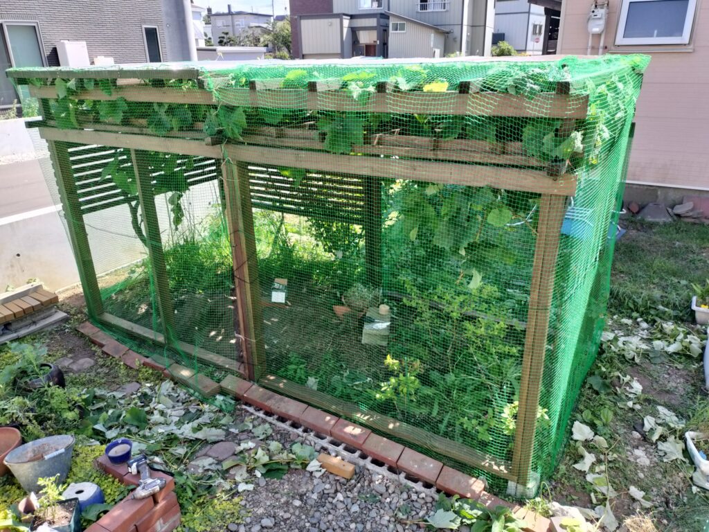 防鳥ネットを側面へ張り簡易ドア部分を残したぶどう棚