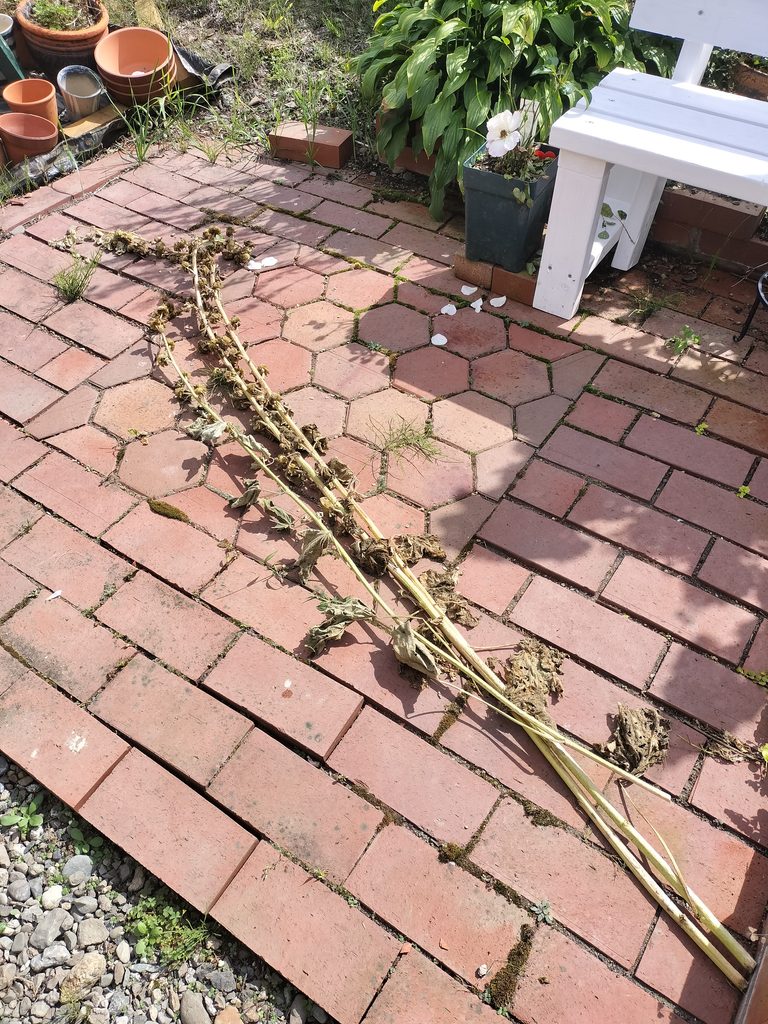 レンガの上に置かれた花後のタチアオイ