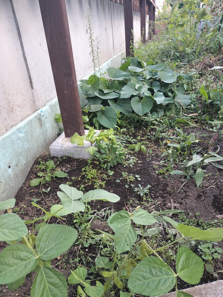 キウイの植え付け予定地で育つ手前の枝豆と奥のさつまいも