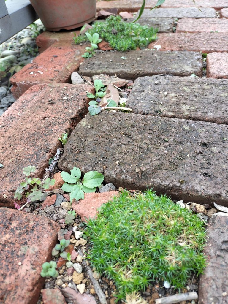 目地砂が減り雑草が生えたレンガの小道