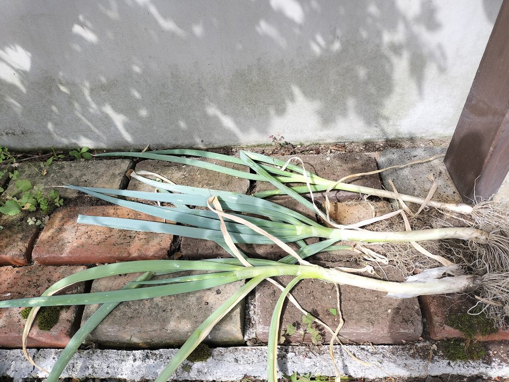 庭で収穫したネギ