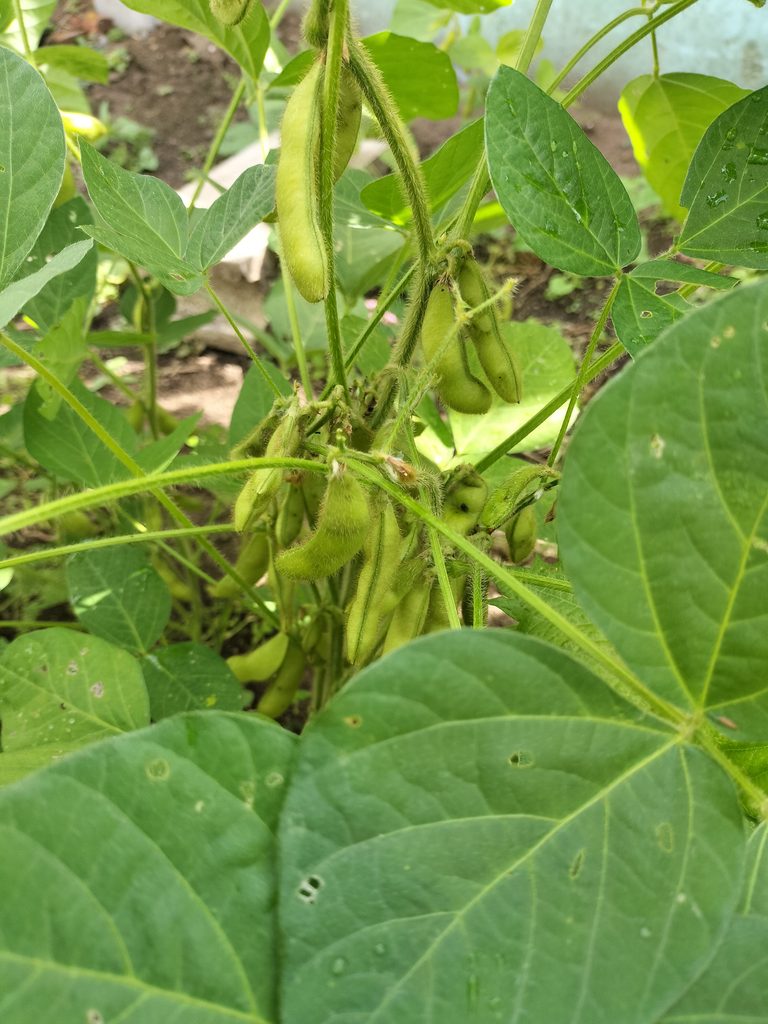 収穫を待つ枝豆のさや
