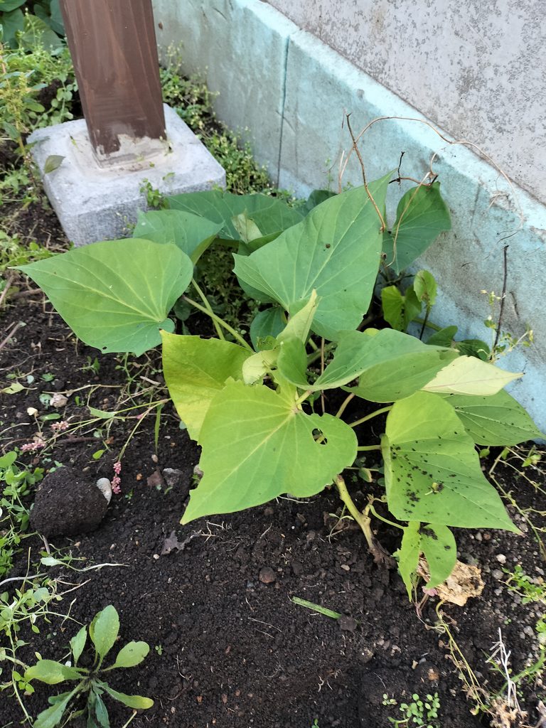壁際で葉とつるを伸ばして育つ収穫前のさつまいも