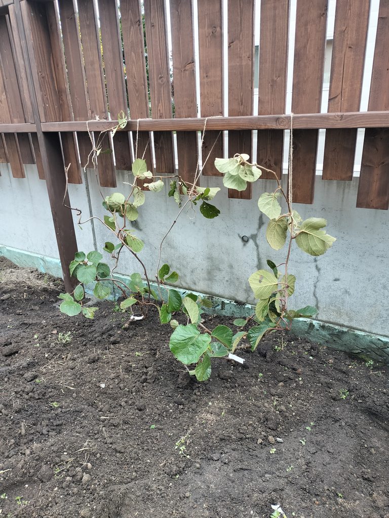 木製フェンスの前に地植えしたキウイ2株